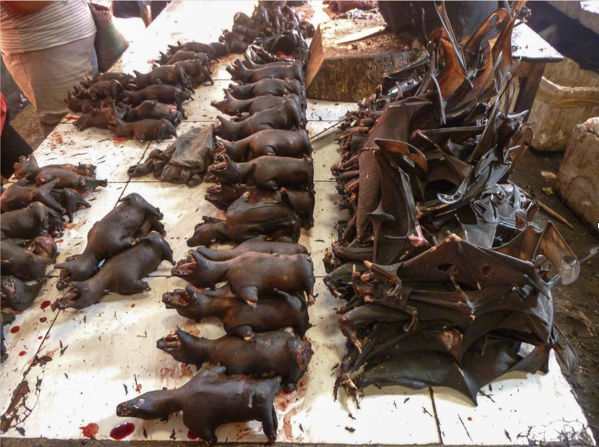 Paniki bat meat